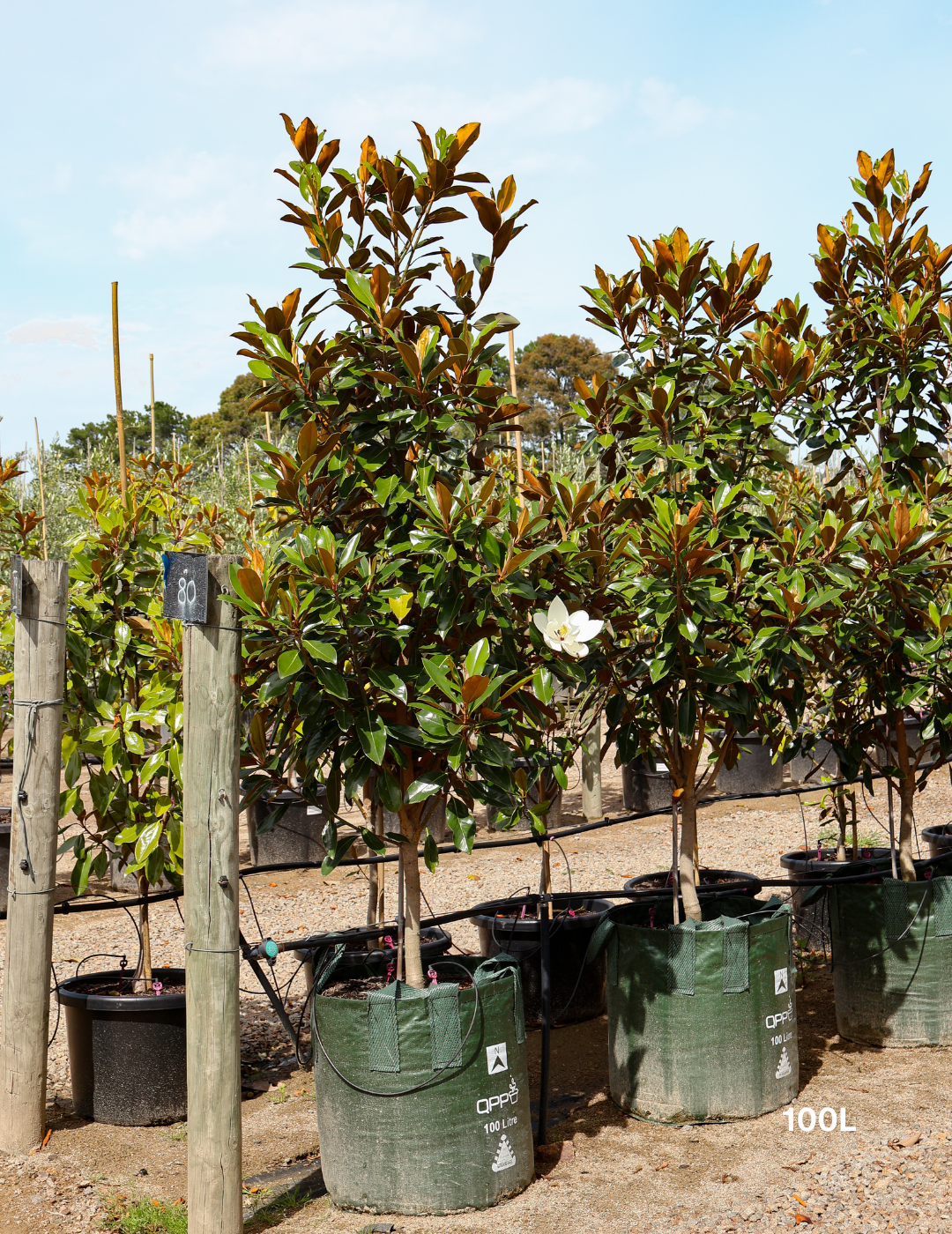 Magnolia grandiflora 'Little Gem'