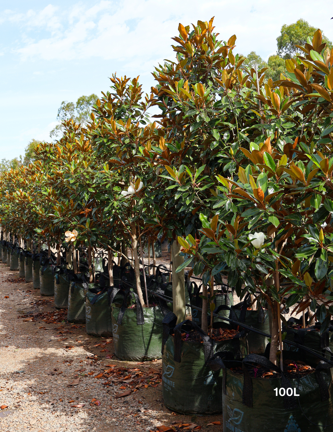 Magnolia grandiflora 'Little Gem' - Evergreen Trees Direct