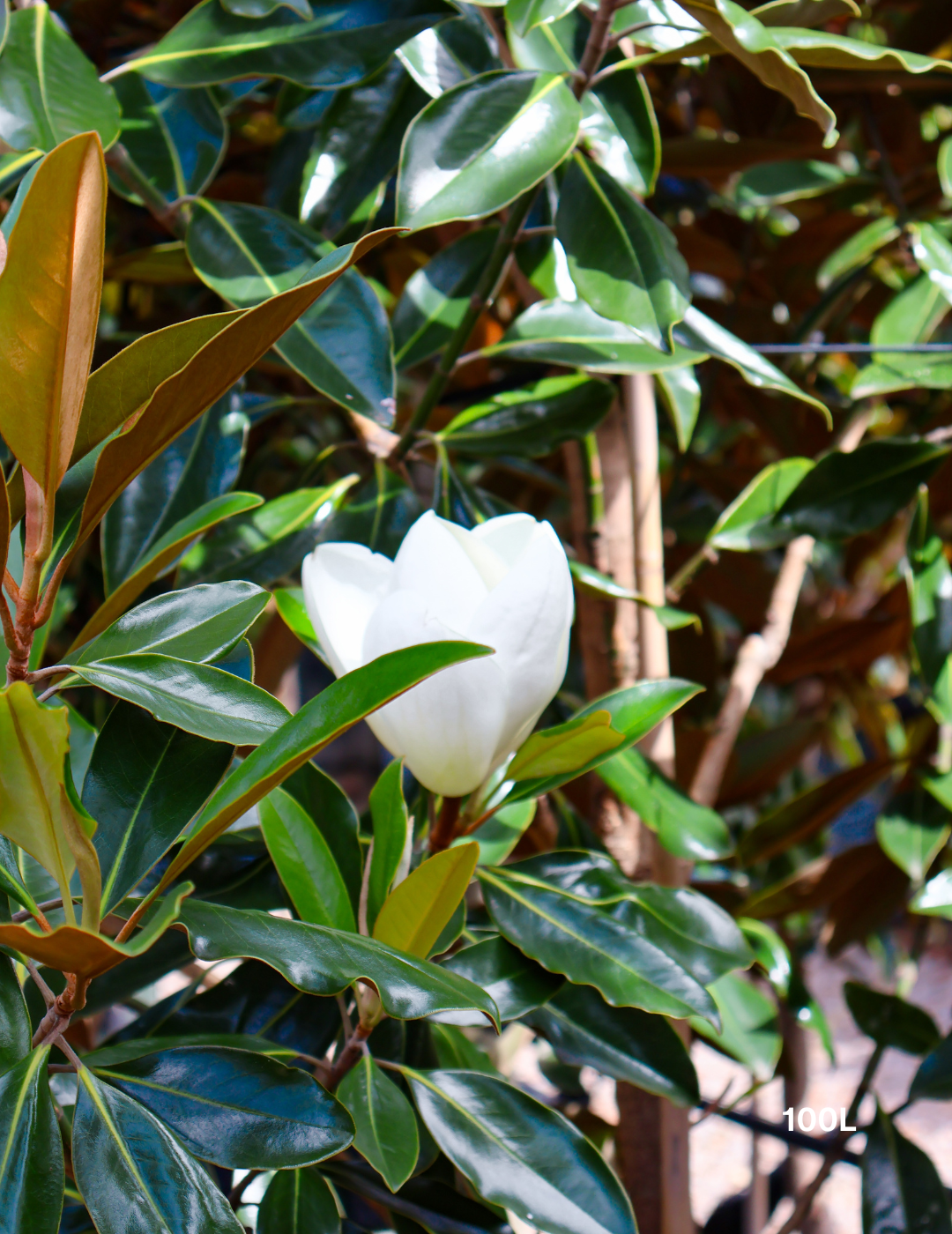 Magnolia grandiflora 'Little Gem' - Evergreen Trees Direct