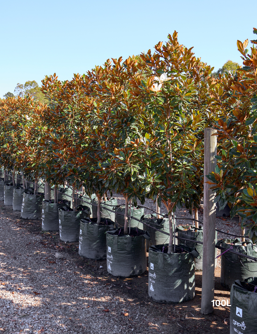 Magnolia grandiflora 'Little Gem' - Evergreen Trees Direct