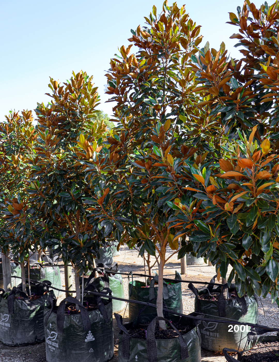 Magnolia grandiflora 'Little Gem' - Evergreen Trees Direct