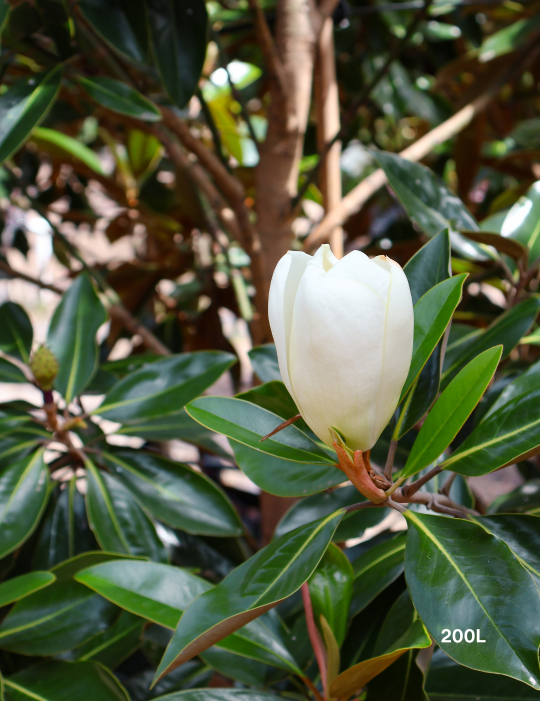 Magnolia grandiflora 'Little Gem' - Evergreen Trees Direct