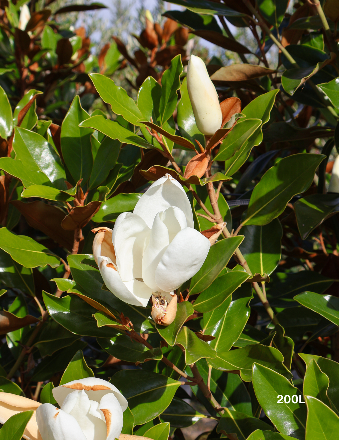 Magnolia grandiflora 'Little Gem'