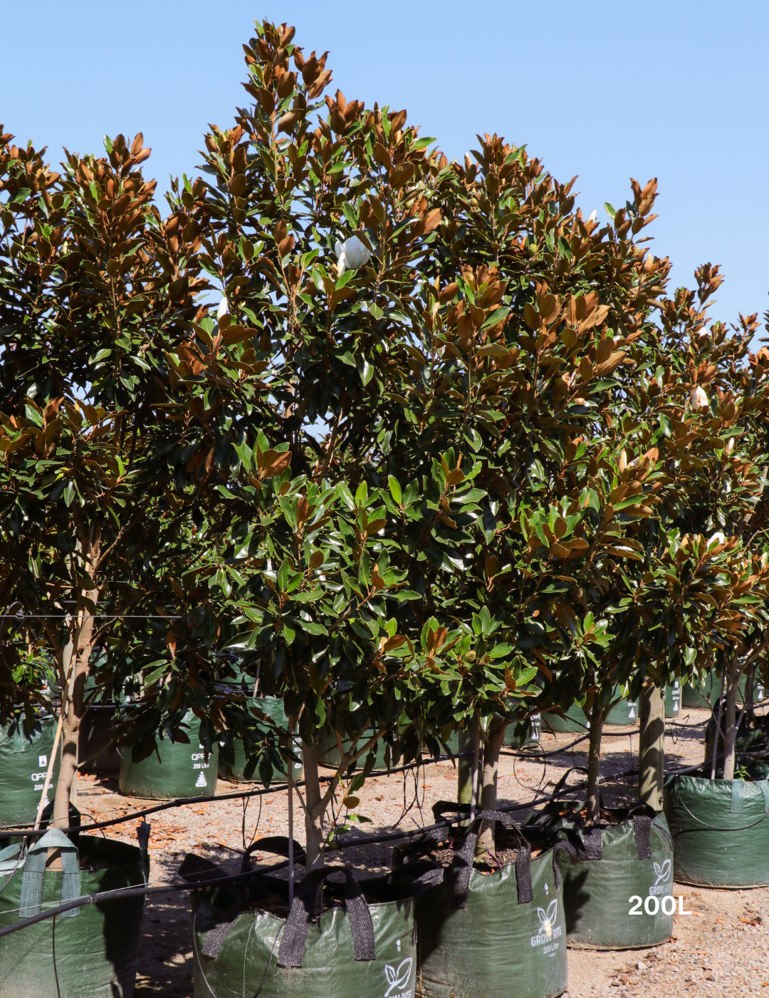 Magnolia grandiflora 'Little Gem'