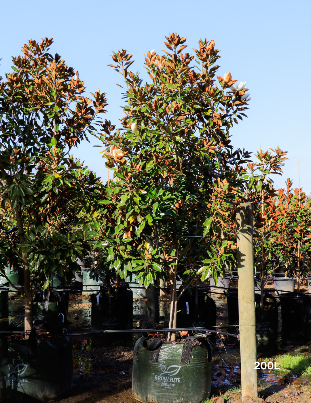 Magnolia grandiflora 'Little Gem' - Evergreen Trees Direct