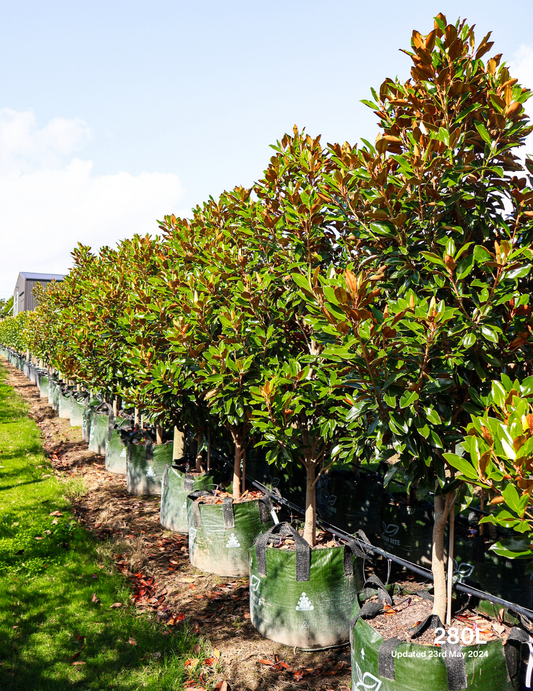 Magnolia Grandiflora Tree For Sale