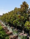 Magnolia grandiflora 'Little Gem'