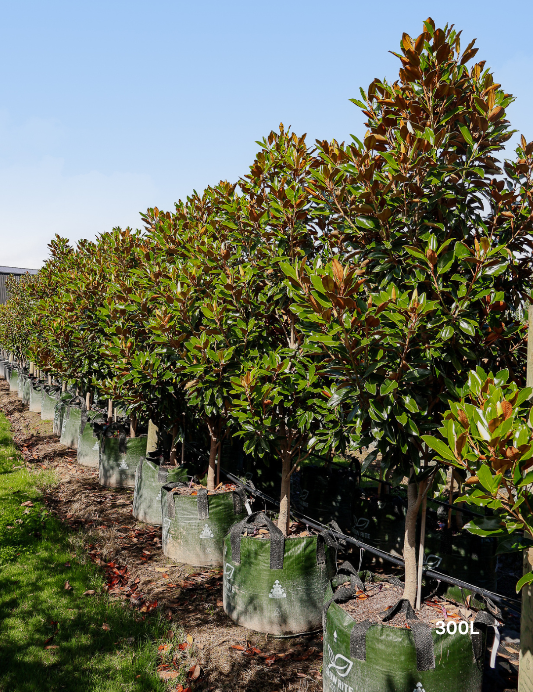 Magnolia grandiflora 'Little Gem' - Evergreen Trees Direct