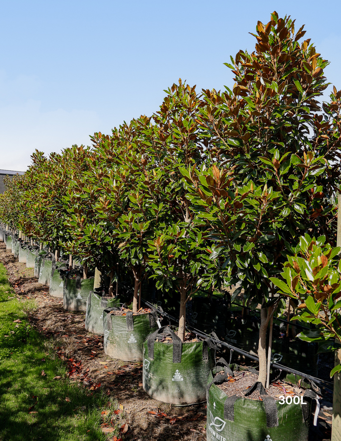 Magnolia grandiflora 'Little Gem'