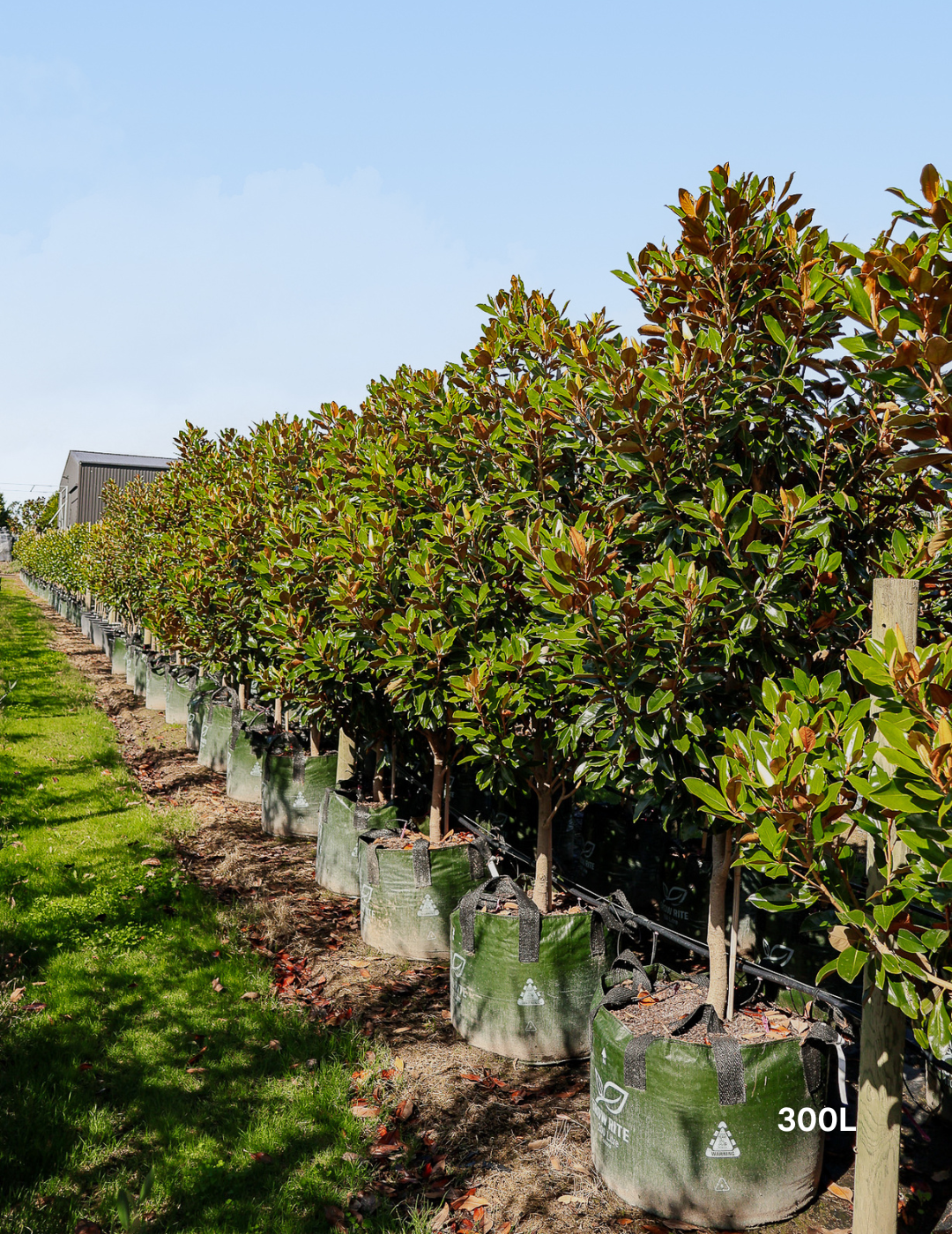Magnolia grandiflora 'Little Gem'