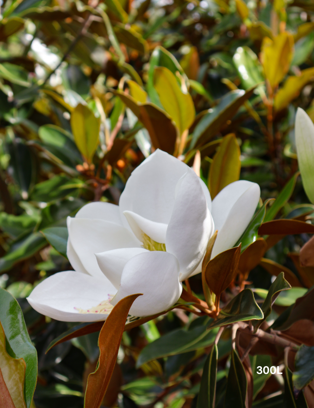 Magnolia grandiflora 'Little Gem'