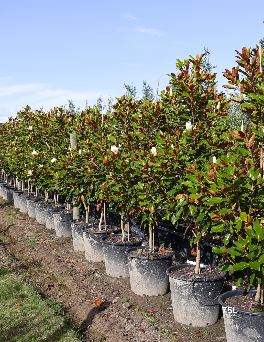 Magnolia grandiflora 'Little Gem' - Evergreen Trees Direct