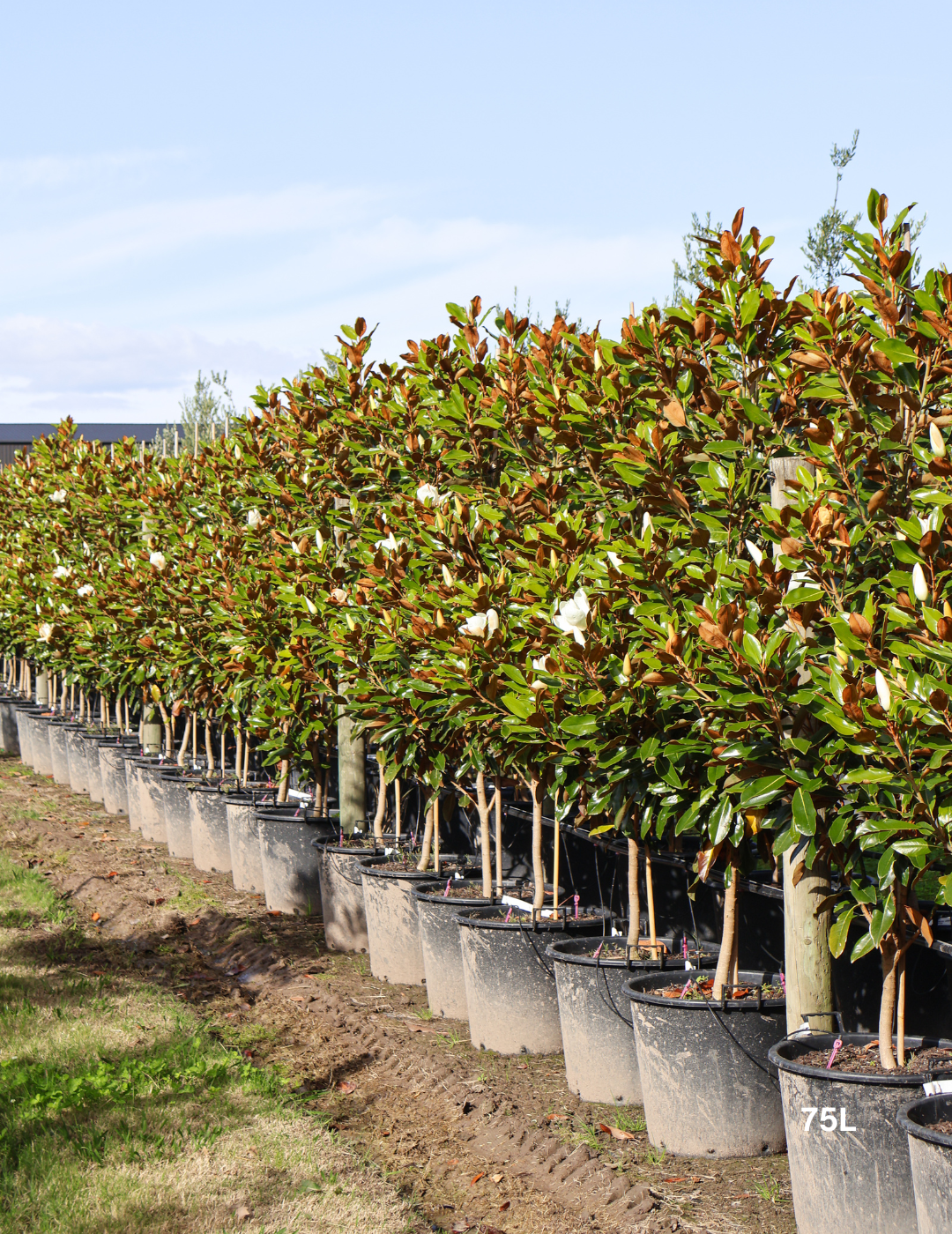 Magnolia grandiflora 'Little Gem' - Evergreen Trees Direct