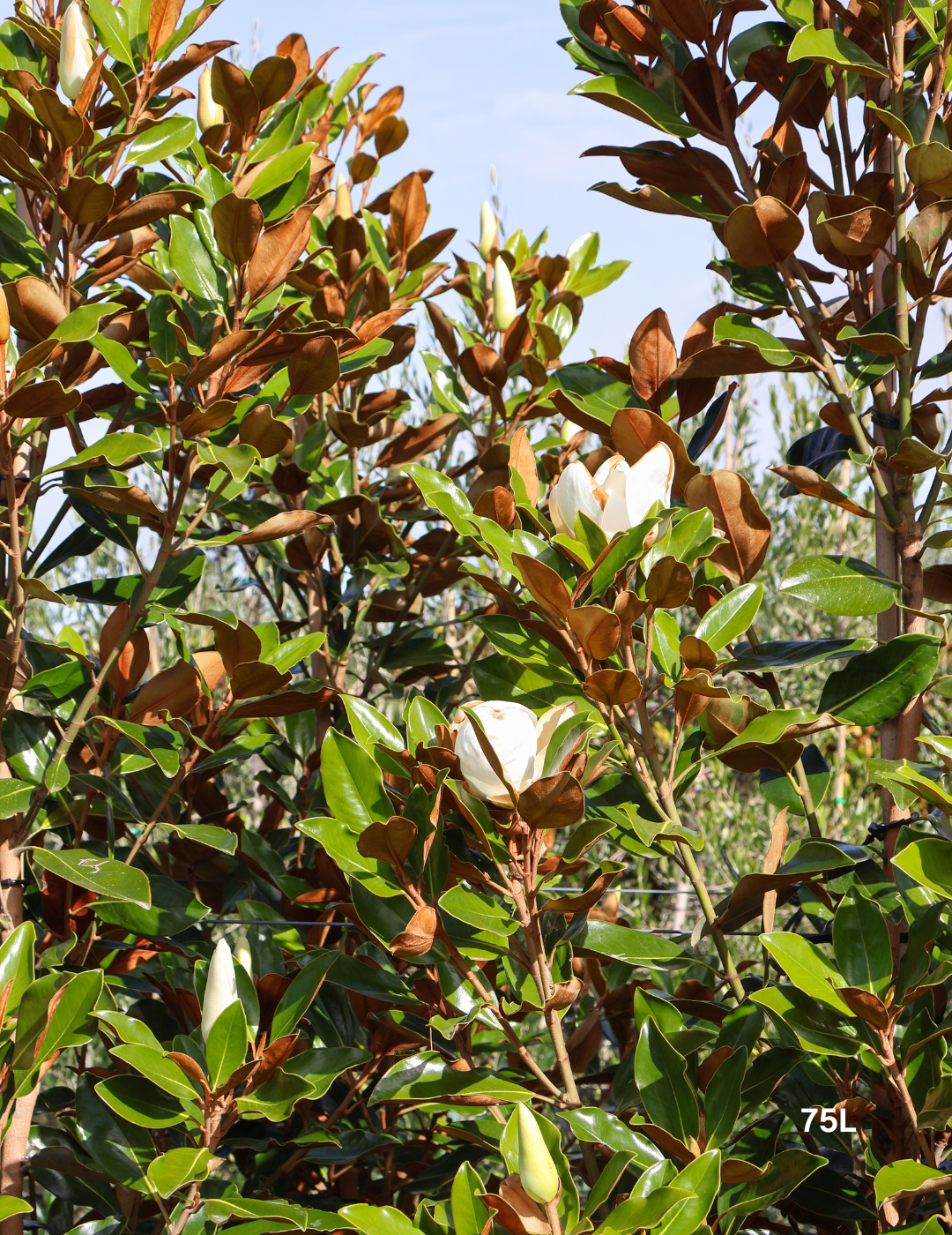 Magnolia grandiflora 'Little Gem' - Evergreen Trees Direct