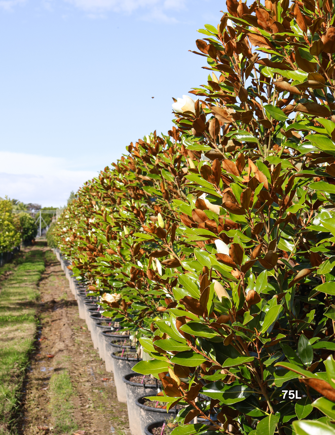 Magnolia grandiflora 'Little Gem' - Evergreen Trees Direct
