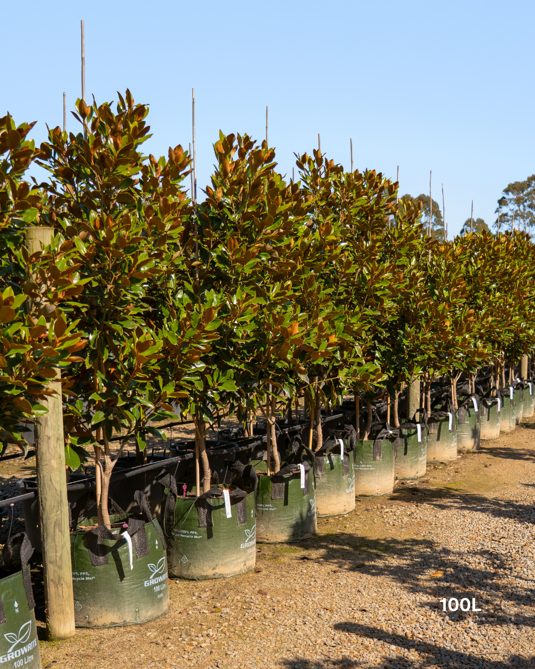 Magnolia grandiflora 'Little Gem'