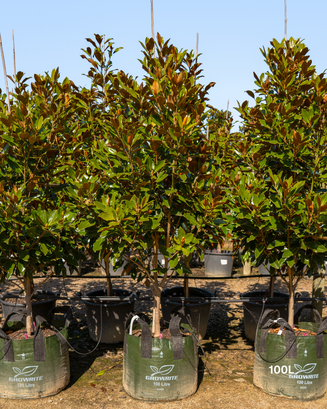 Magnolia grandiflora 'Little Gem'