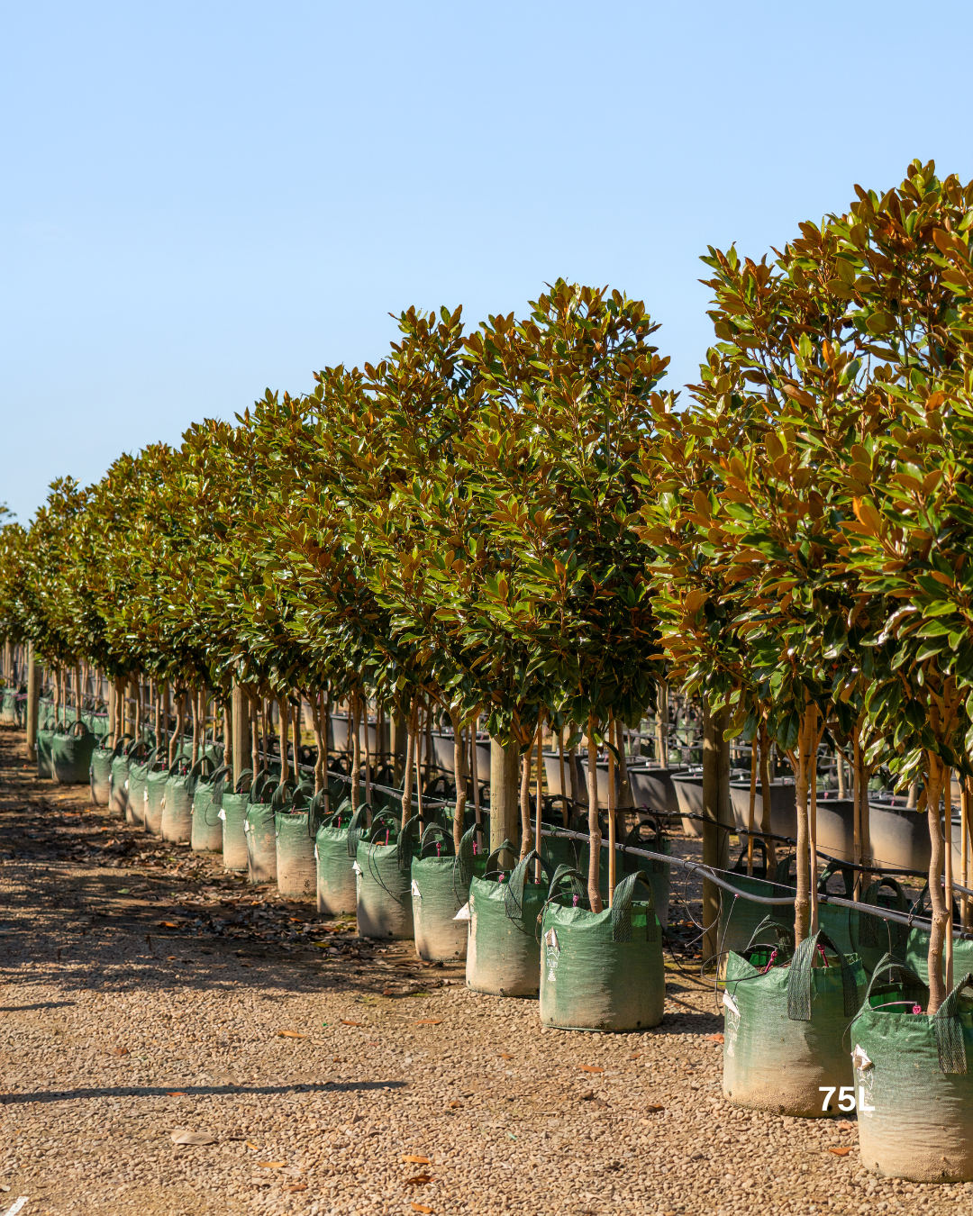 Magnolia grandiflora 'Little Gem'