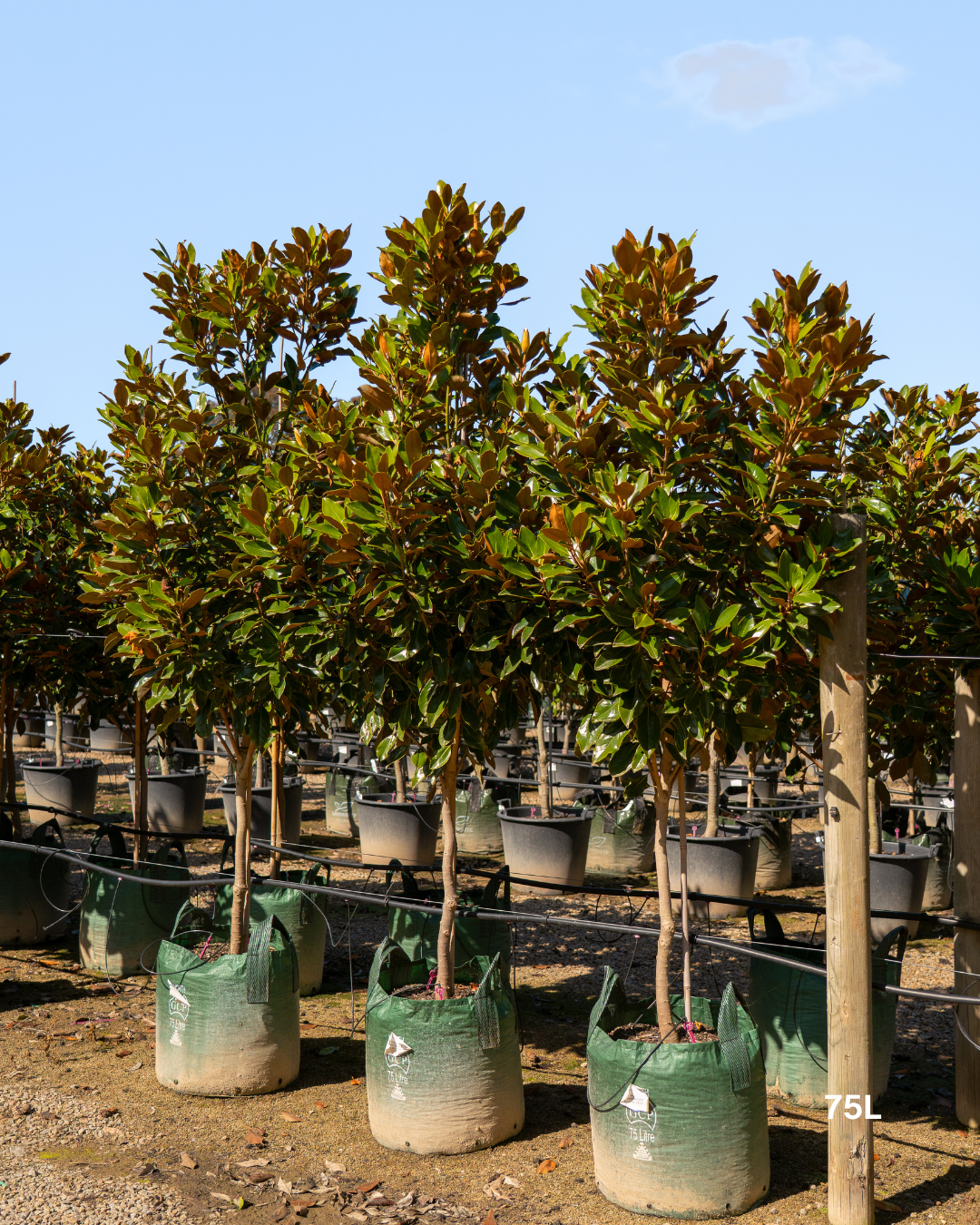 Magnolia grandiflora 'Little Gem'