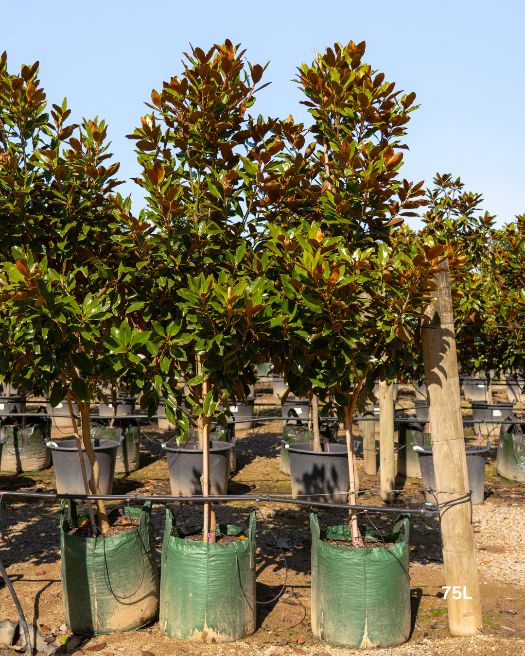 Magnolia grandiflora 'Little Gem'