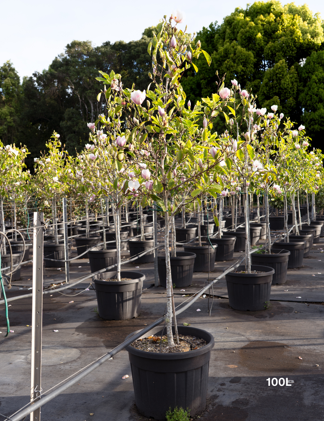 Magnolia x soulangeana