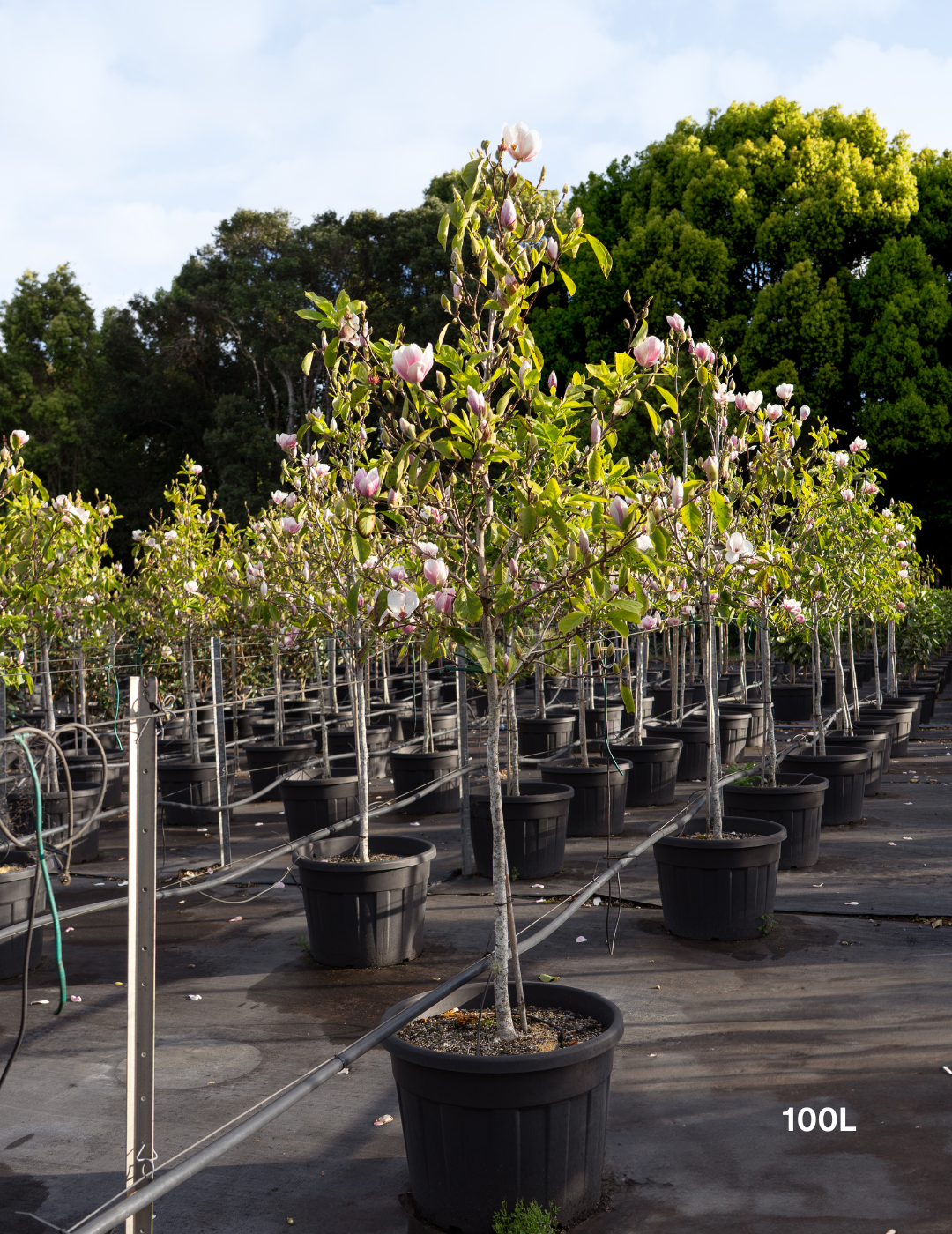 Magnolia x soulangeana - Evergreen Trees Direct