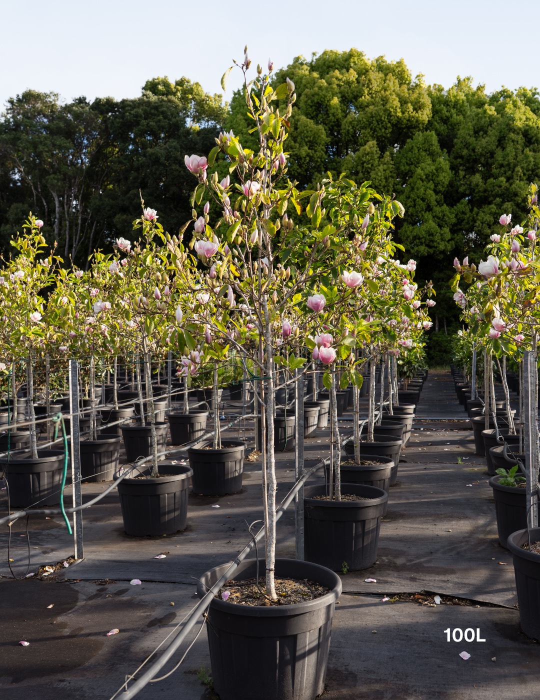 Magnolia x soulangeana - Evergreen Trees Direct