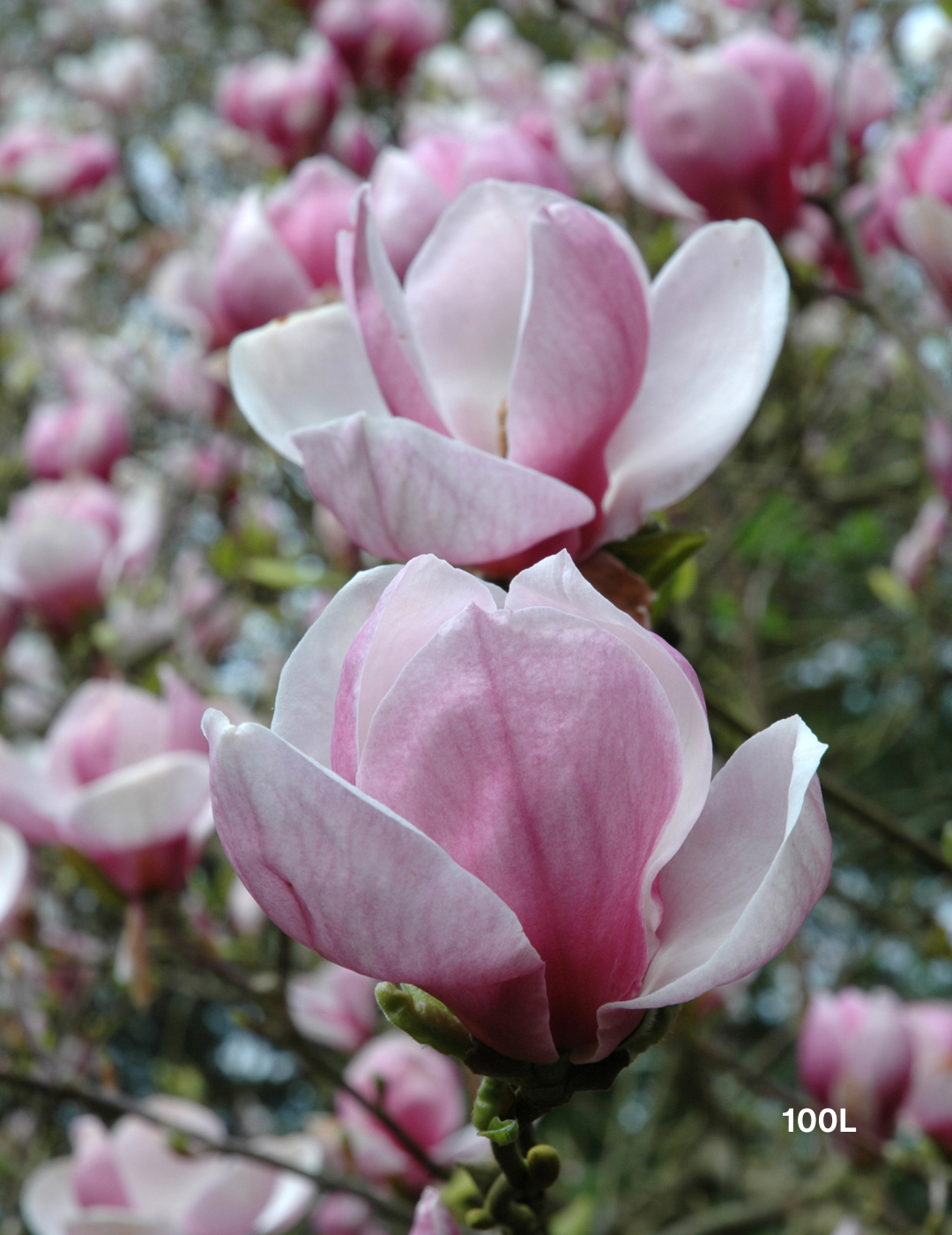 Magnolia x soulangeana - Evergreen Trees Direct