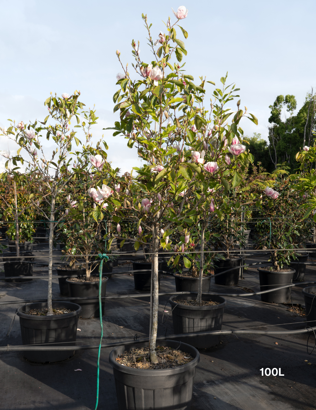 Magnolia x soulangeana