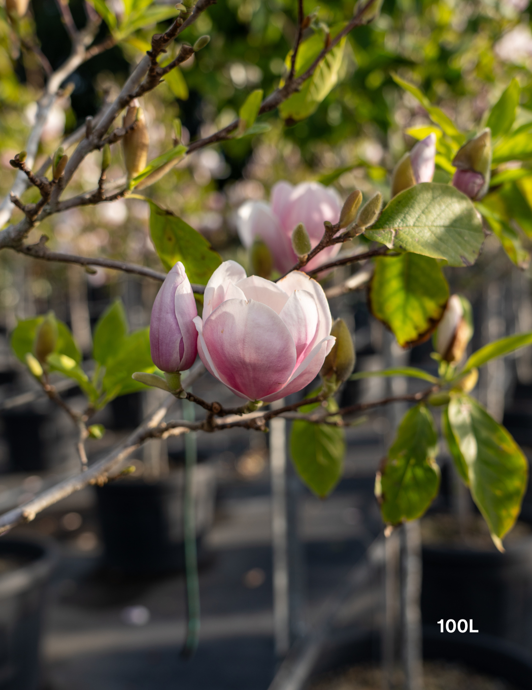 Magnolia x soulangeana