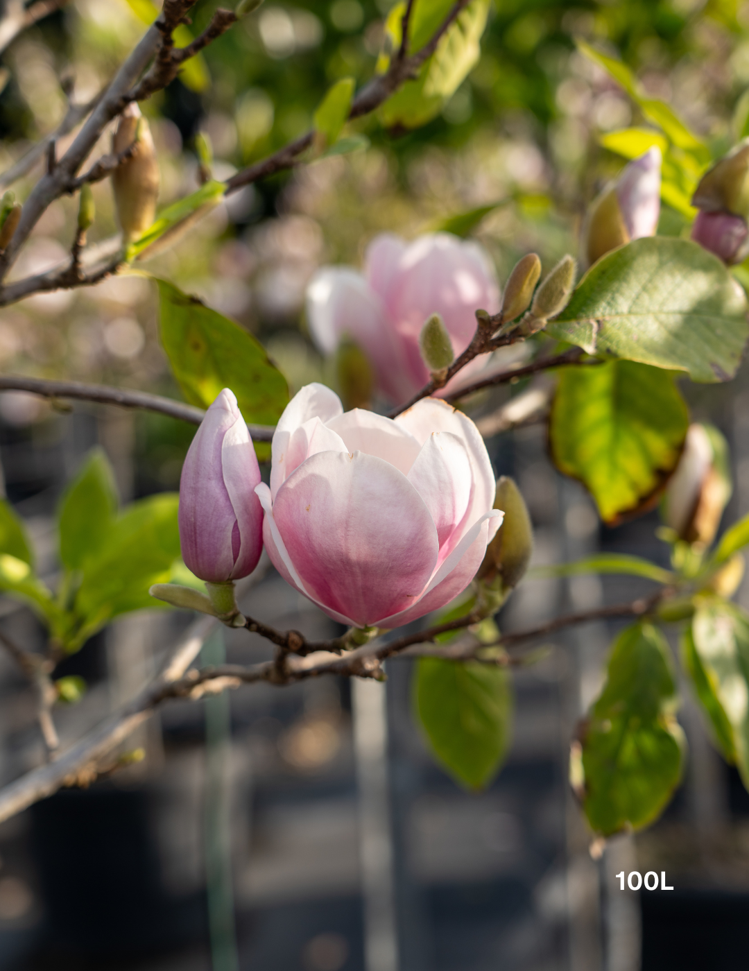 Magnolia x soulangeana