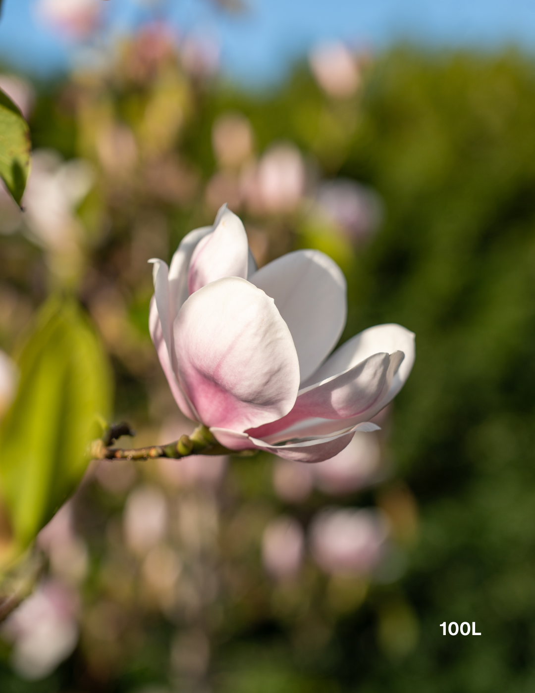 Magnolia x soulangeana