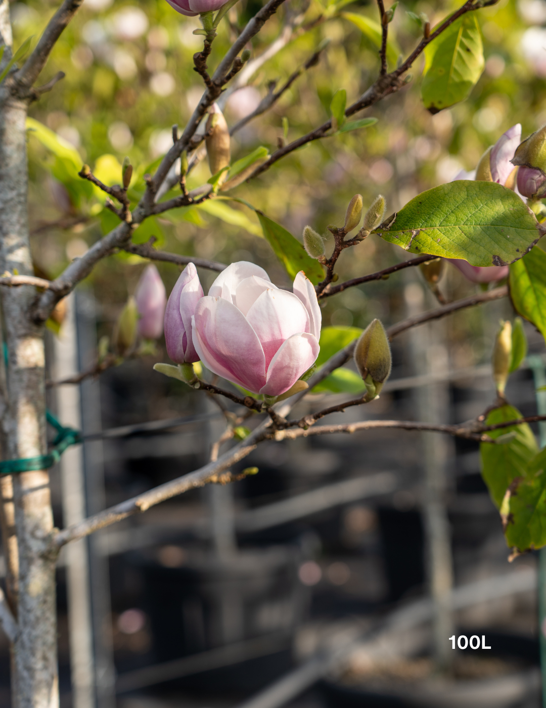 Magnolia x soulangeana