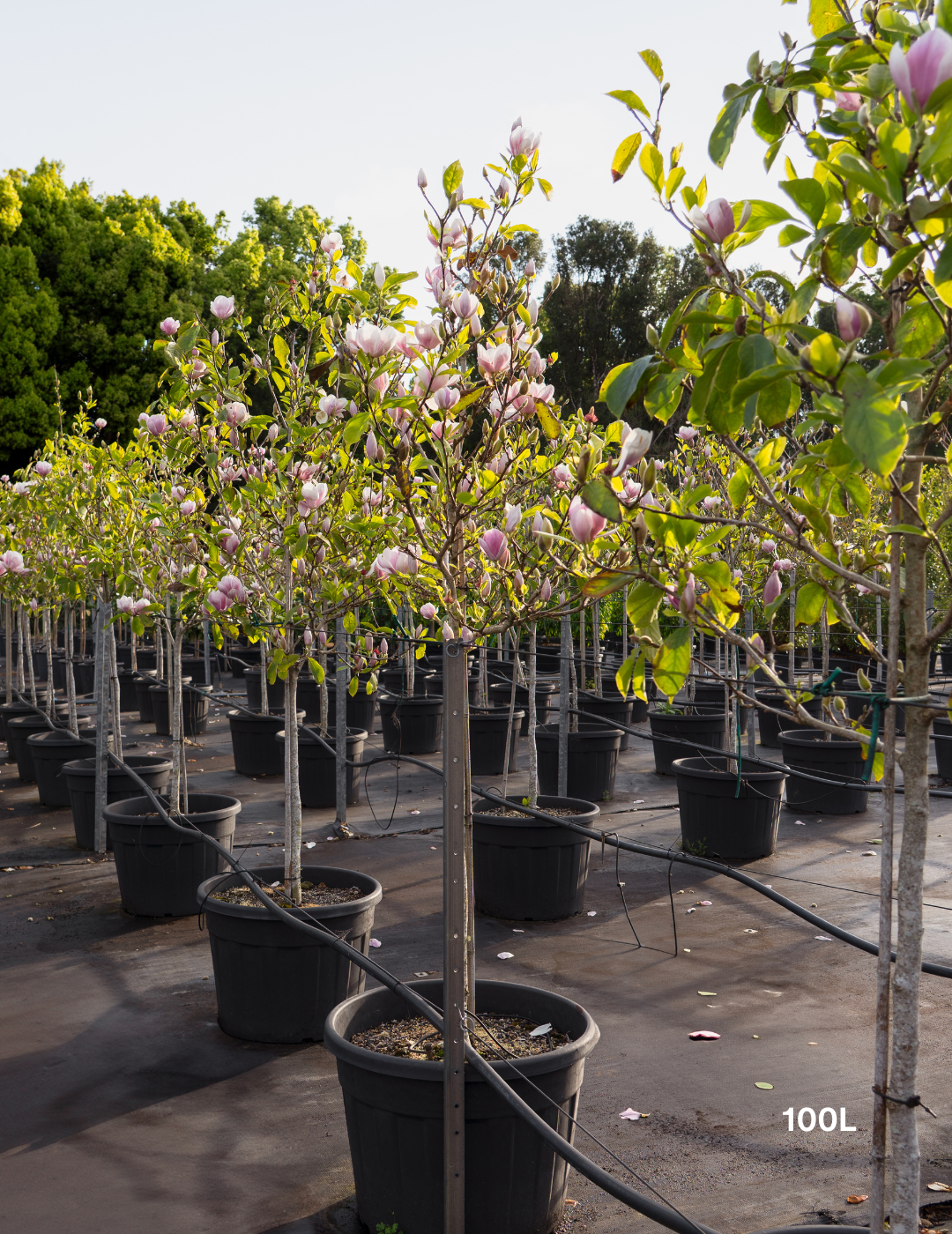 Magnolia x soulangeana - Evergreen Trees Direct