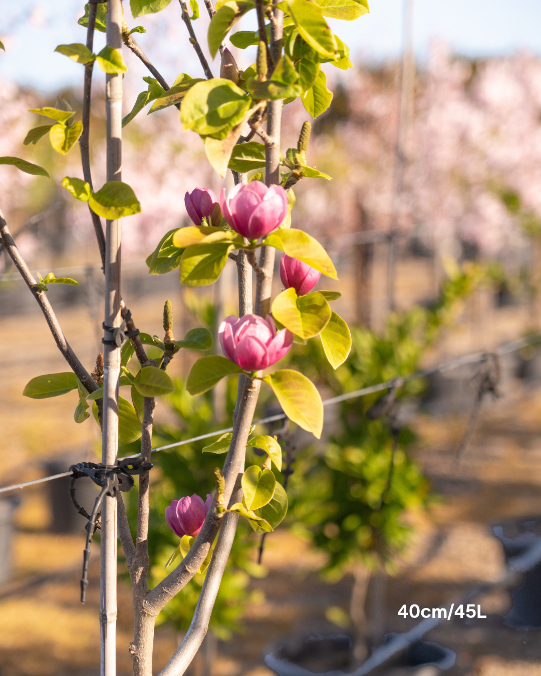 Magnolia x soulangeana