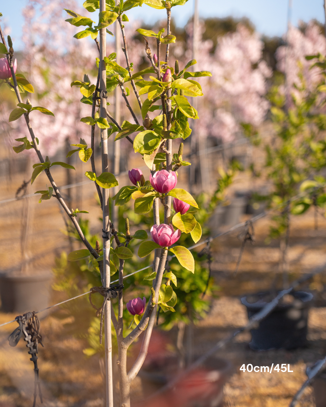 Magnolia x soulangeana