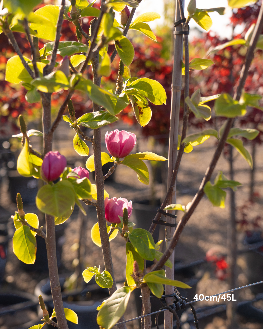 Magnolia x soulangeana
