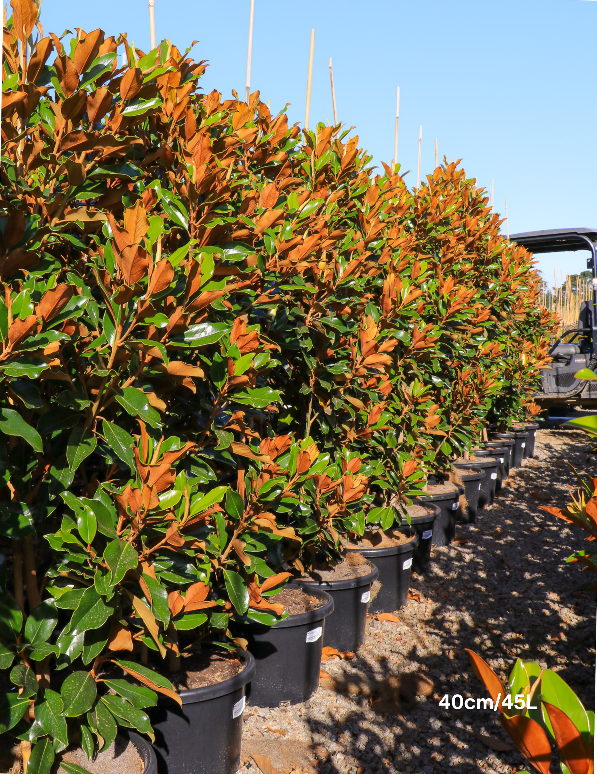 Magnolia Grandiflora 'Supergem' - Evergreen Trees Direct