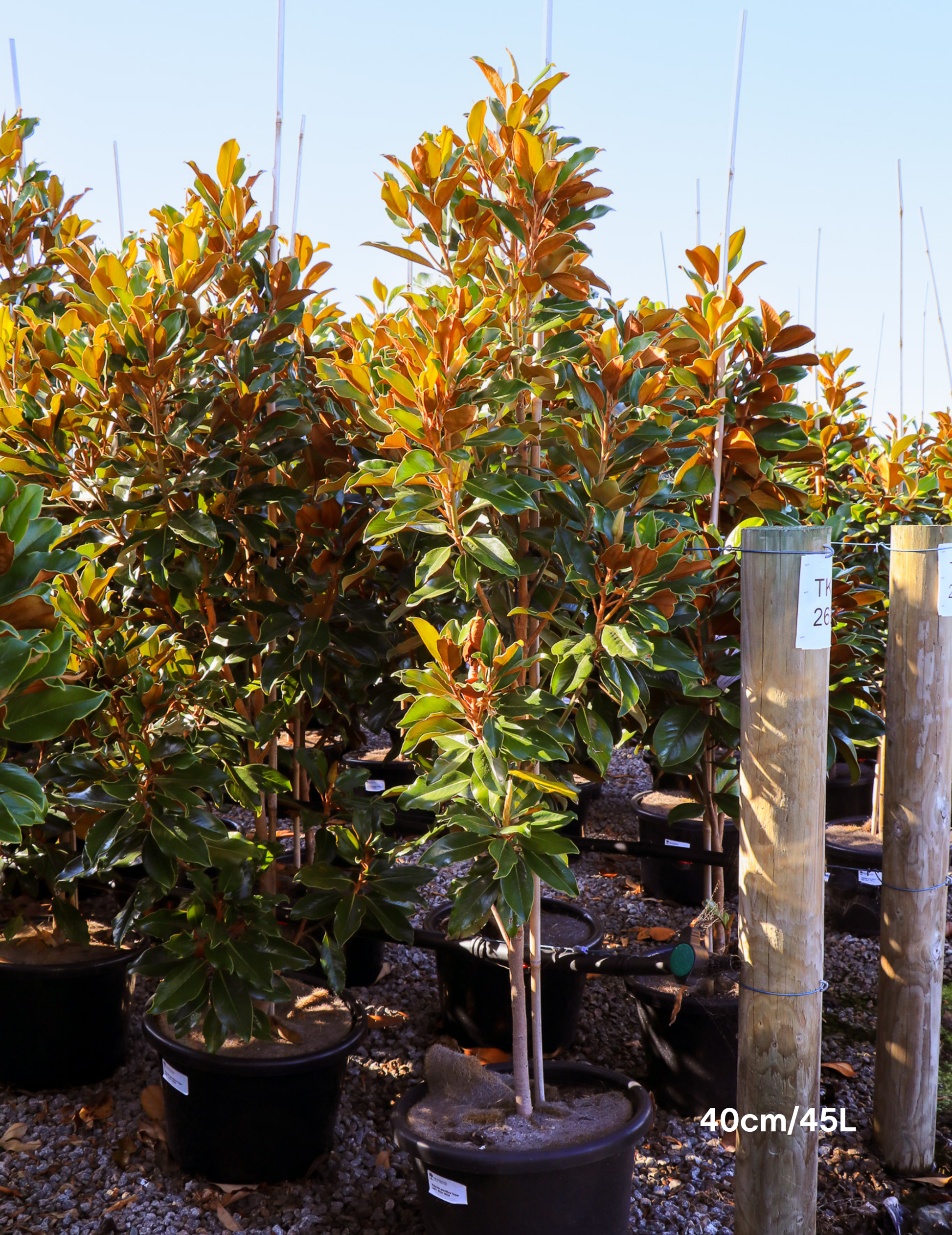 Magnolia Grandiflora 'Supergem' - Evergreen Trees Direct