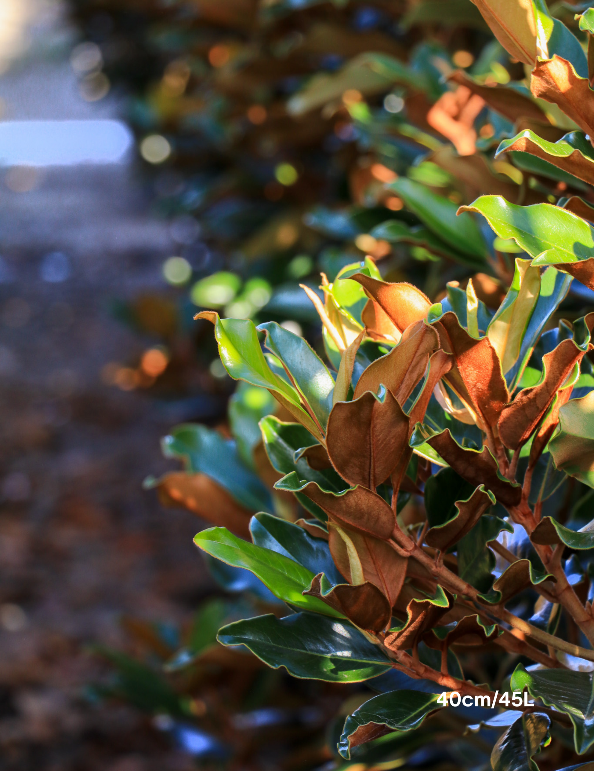 Magnolia Grandiflora 'Supergem' - Evergreen Trees Direct