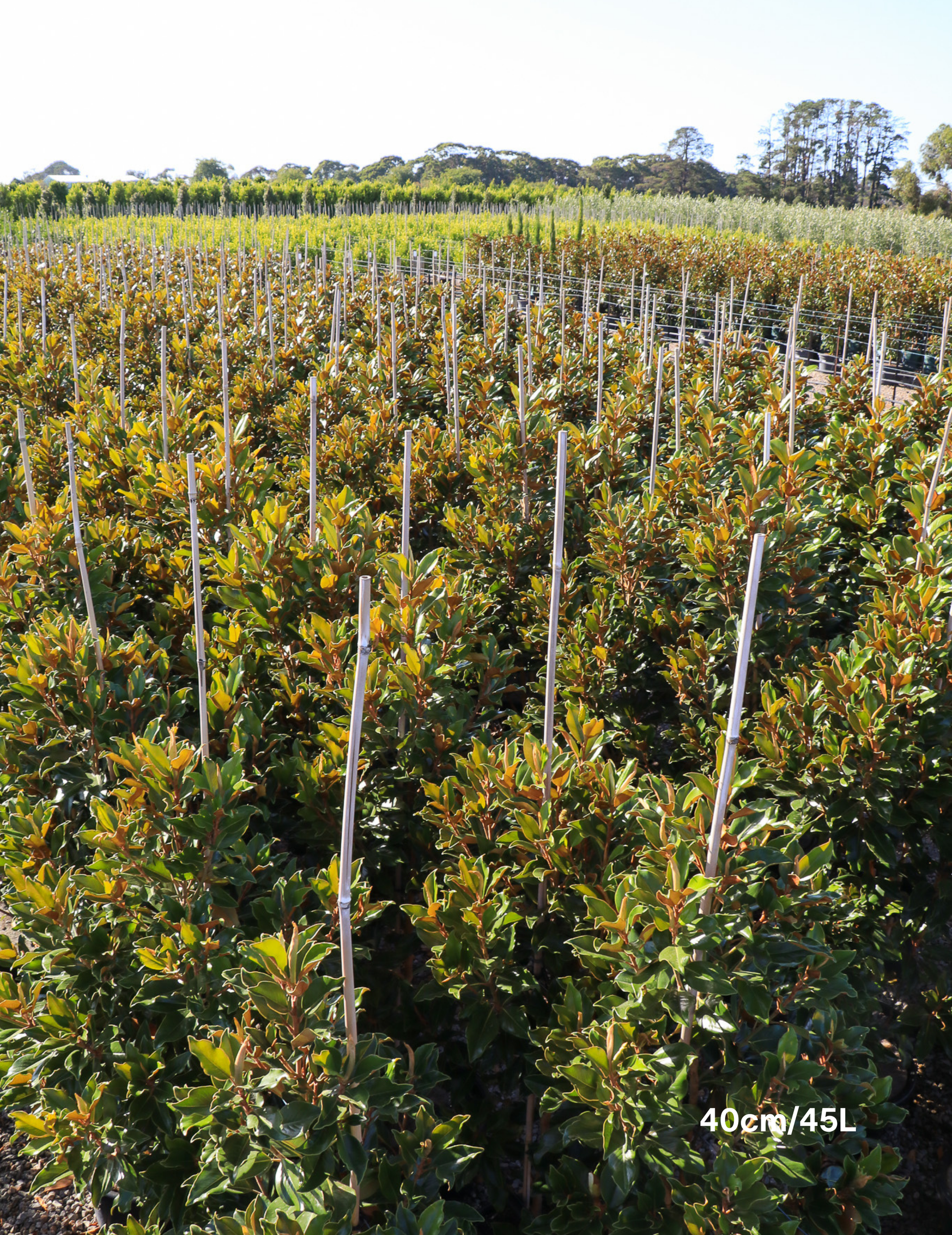 Magnolia Grandiflora 'Supergem' - Evergreen Trees Direct