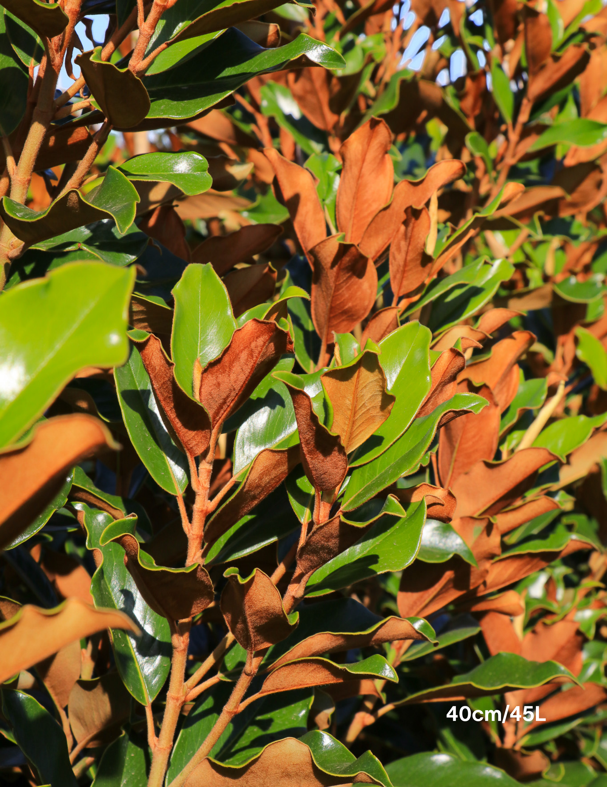 Magnolia Grandiflora 'Supergem' - Evergreen Trees Direct