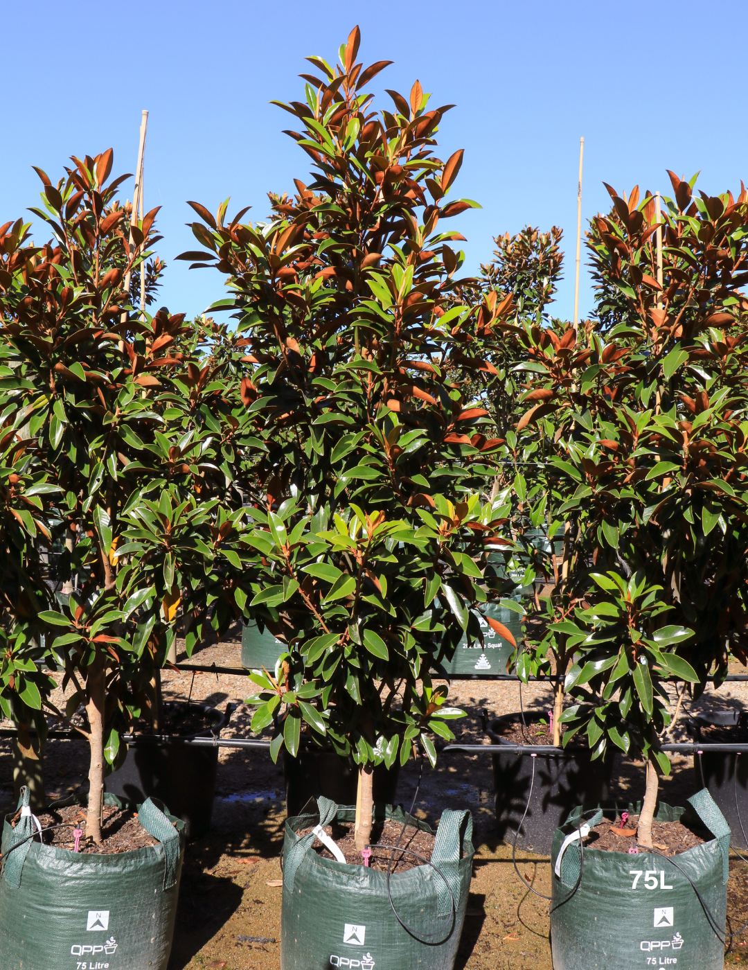 Magnolia grandiflora Sweet and Neat - Evergreen Trees Direct