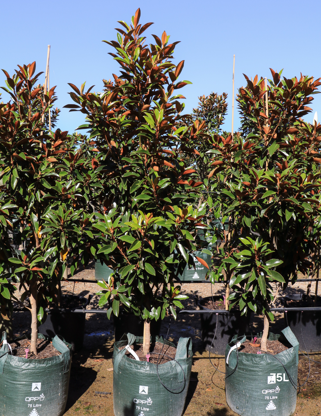Magnolia grandiflora Sweet and Neat - Evergreen Trees Direct