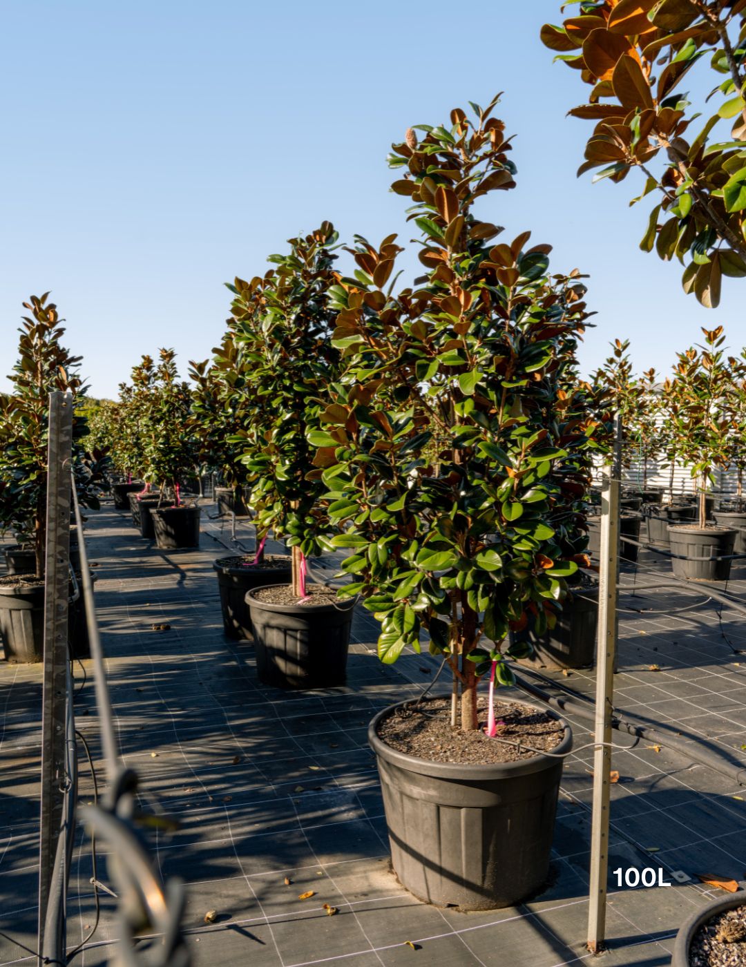 Magnolia grandiflora 'Teddy Bear' - Evergreen Trees Direct