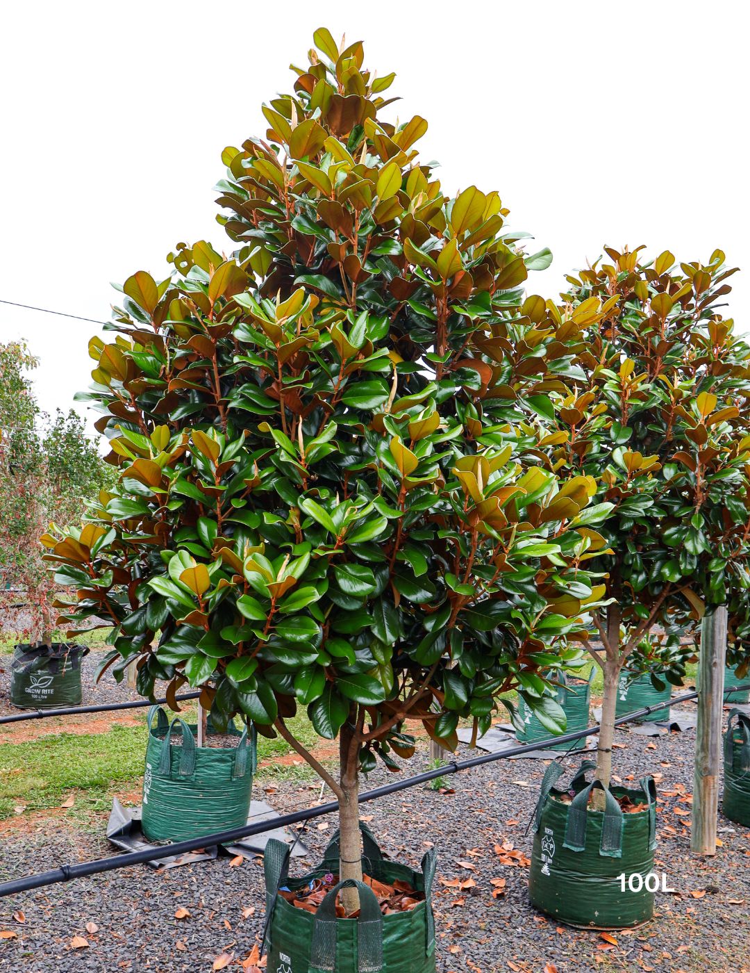 Magnolia grandiflora 'Teddy Bear' - Evergreen Trees Direct