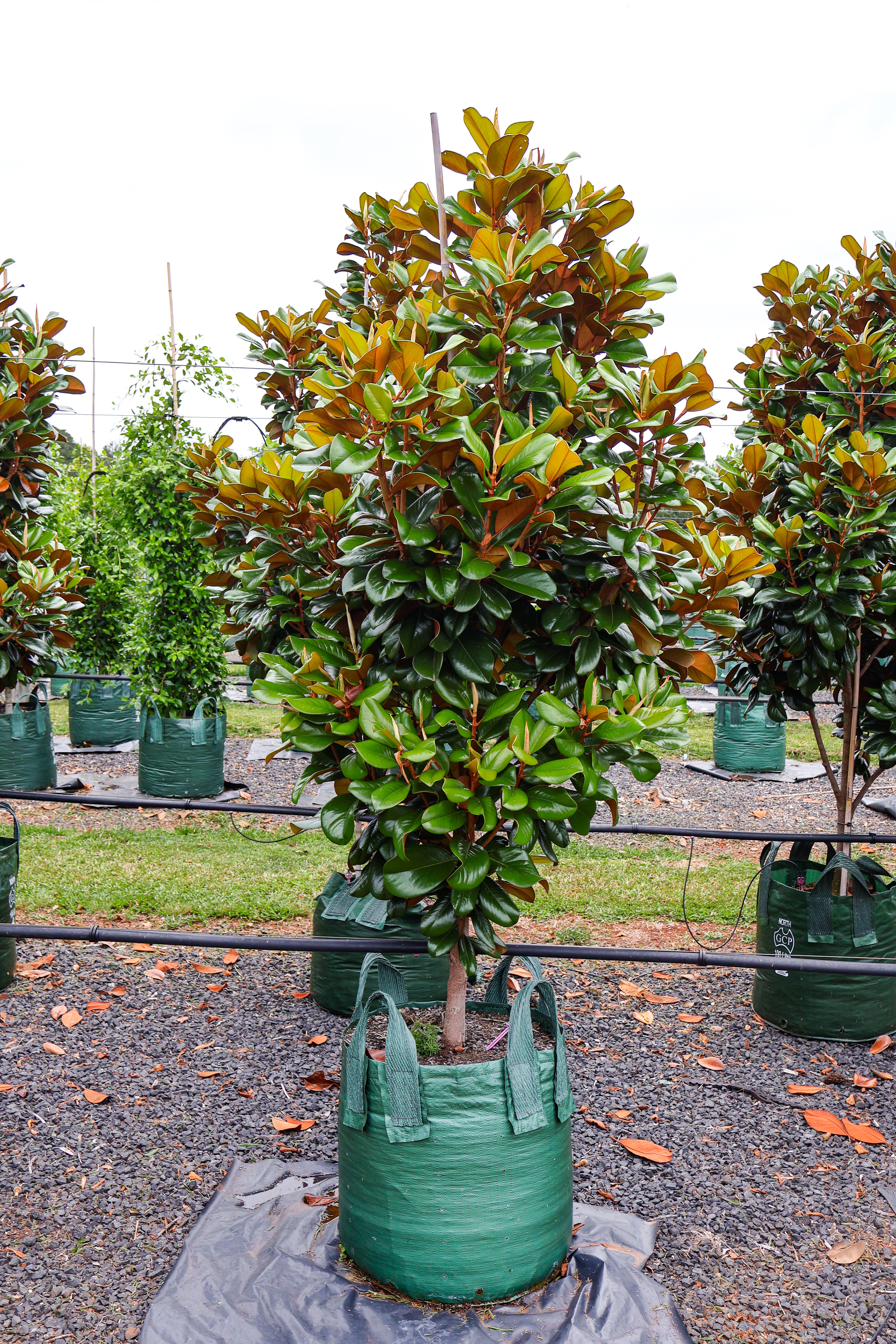 Magnolia grandiflora 'Teddy Bear' 100L - SALE - Evergreen Trees Direct