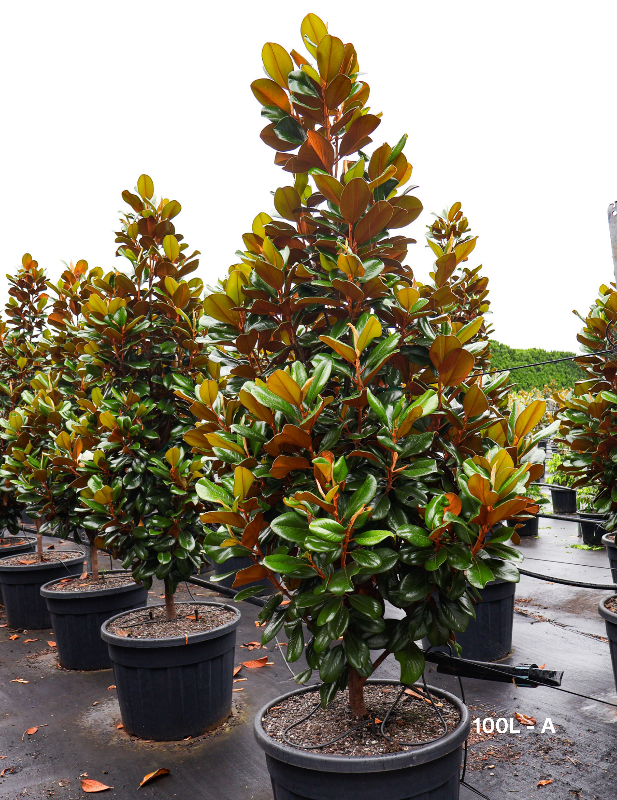 Magnolia grandiflora 'Teddy Bear' - Evergreen Trees Direct