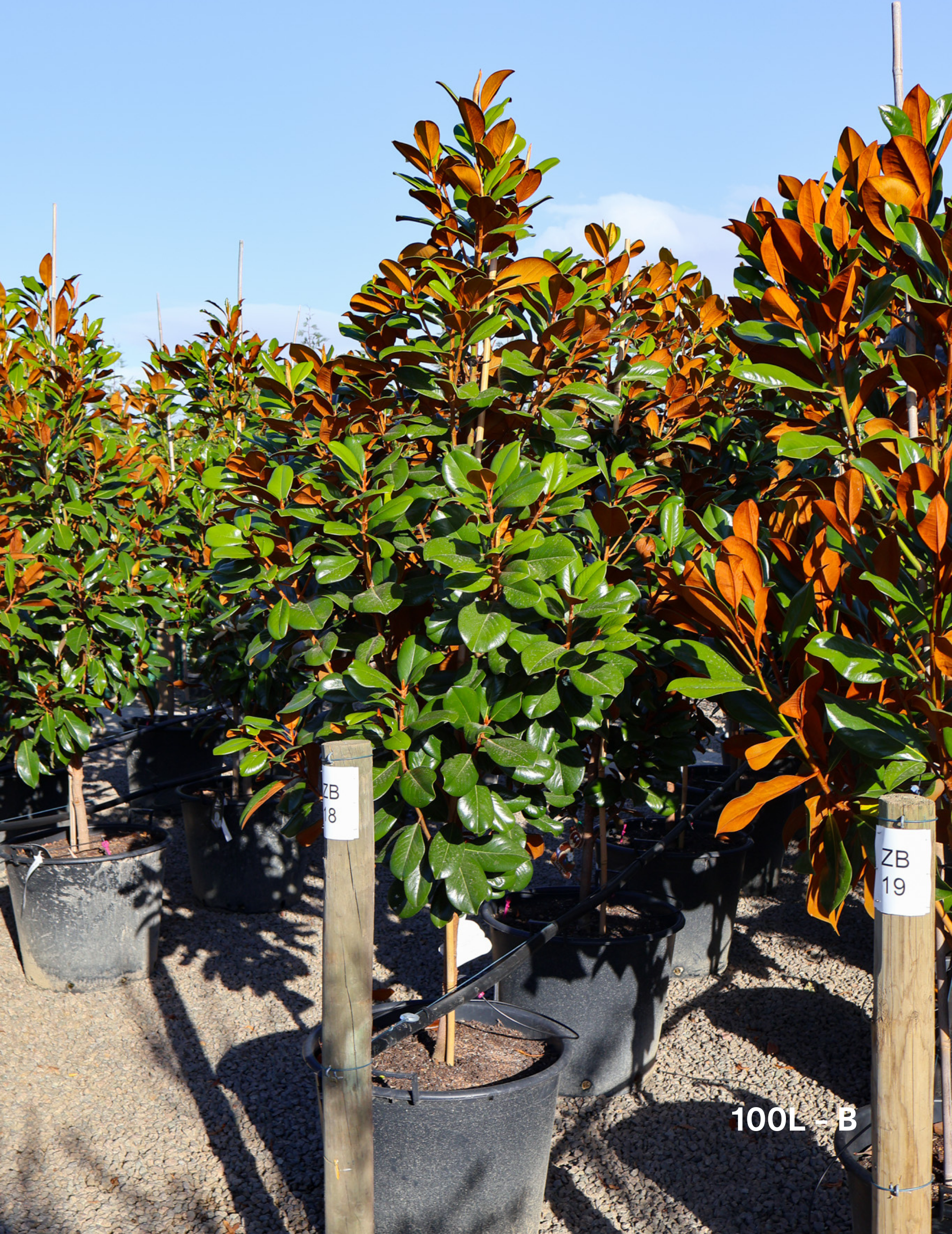 Magnolia grandiflora 'Teddy Bear' - Evergreen Trees Direct