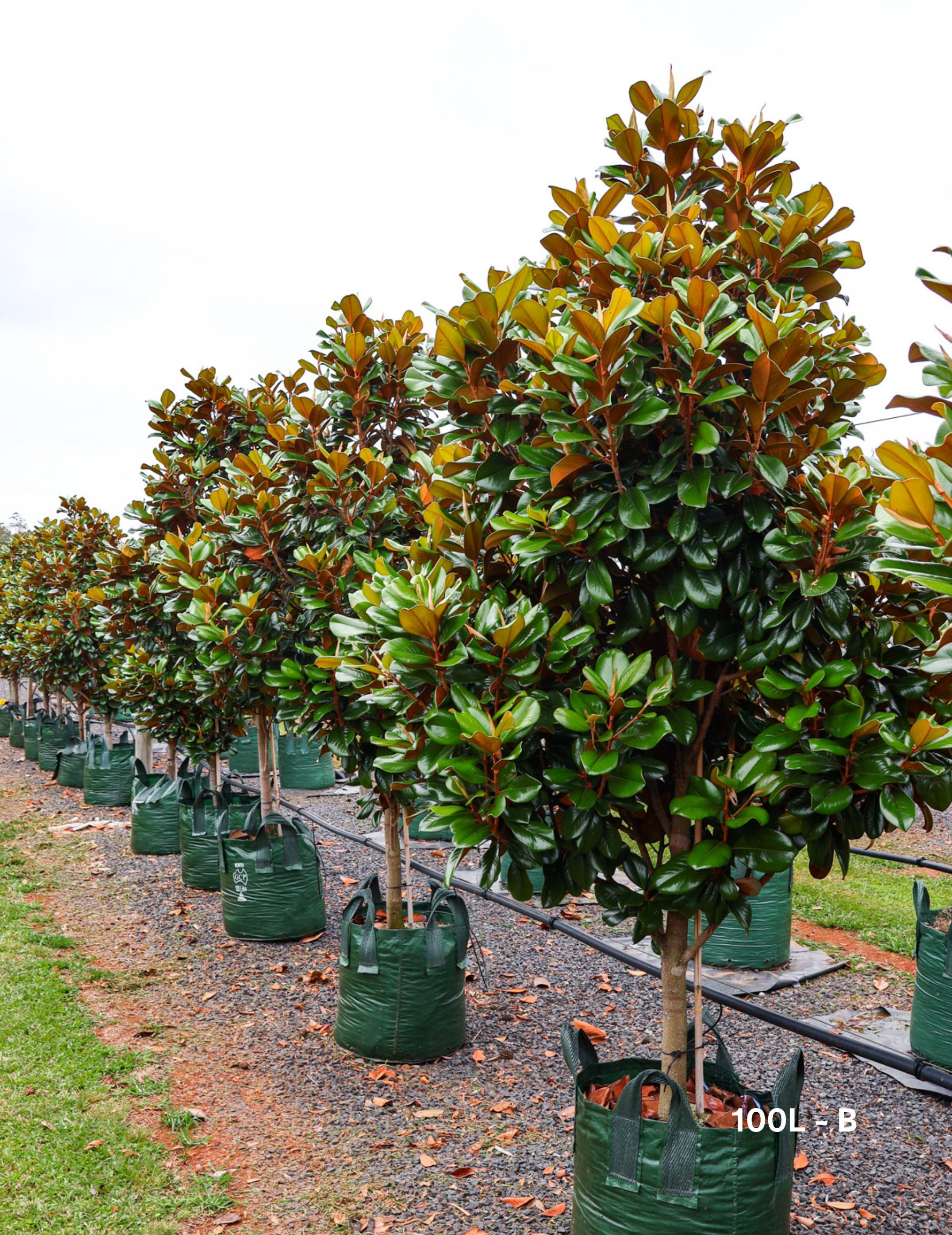 Magnolia grandiflora 'Teddy Bear' - Evergreen Trees Direct